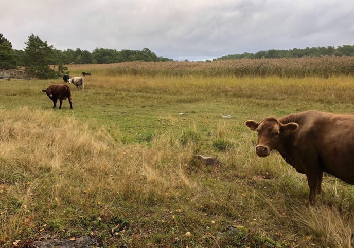 PHOTO: Nämdö Green Archipelago