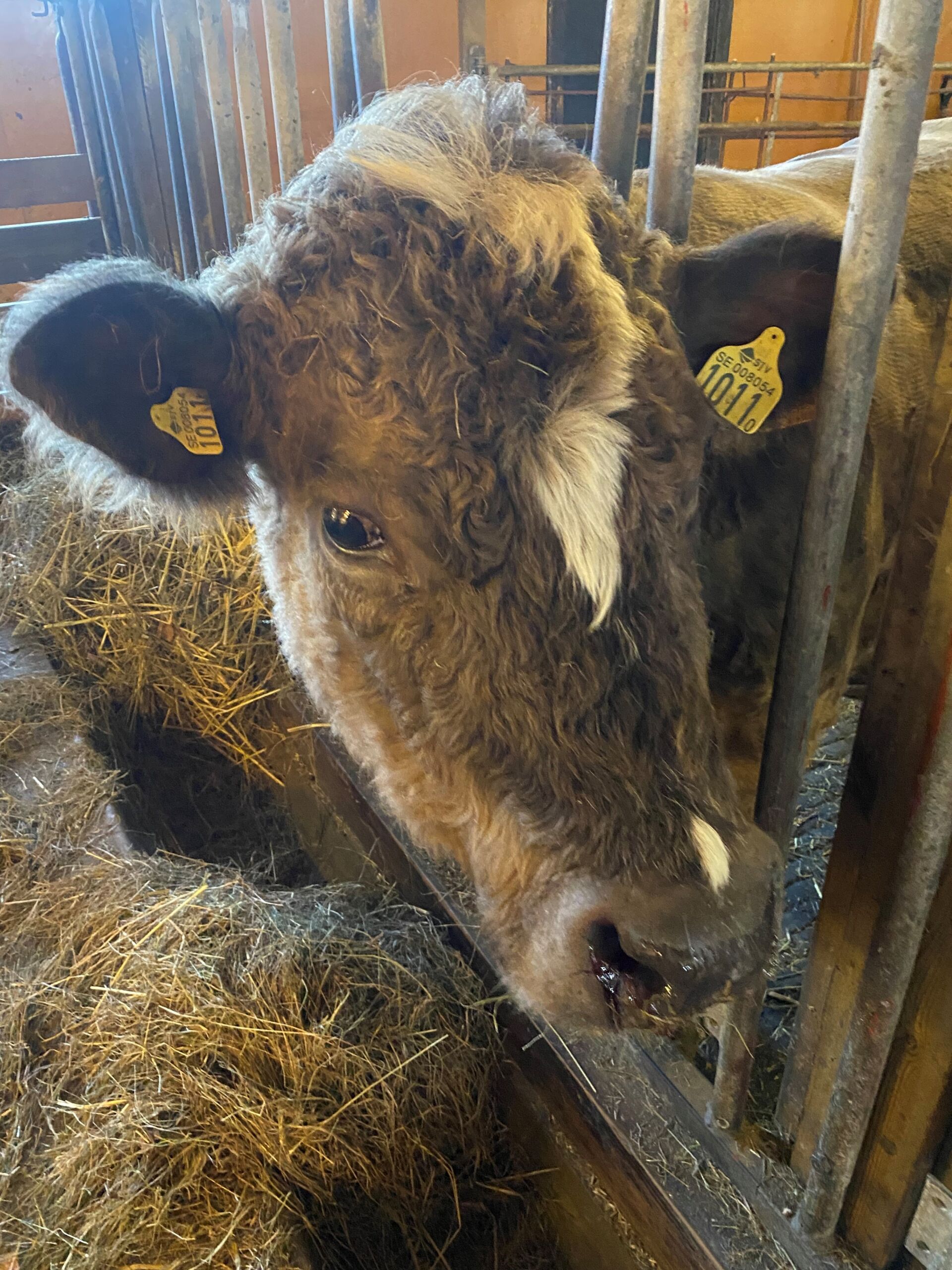 PHOTO: Nämdö Green Archipelago